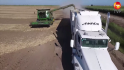 Agricultores piden garantía en el precio del maíz