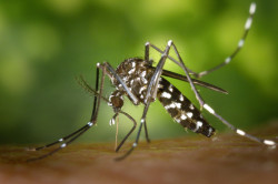 Mosquito tigre asiático pone en alerta a Europa: puede transmitir 22 virus diferentes