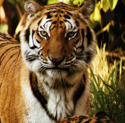 Listos para reabrir de manera segura en el zoológico de Culiacán