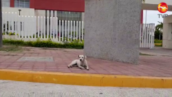 Perrita espera a su dueño afuera del Hospital General de Mazatlán