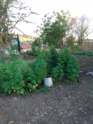 Tras denuncia anónima aseguran plantío en Culiacán