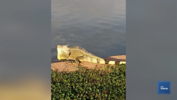 Nuevos inquilinos en la Laguna del Nainari