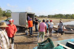 Inicia el Programa Estatal de Siembra de Alevines de Tilapia