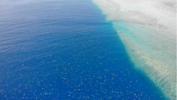 Así se miran 64 mil tortugas nadando de regreso a la playa que las vio nacer