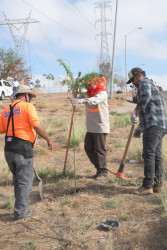 Reforestan más de 300 árboles por la Obregón