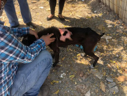 Queman a perrita embarazada y pierde a sus crías
