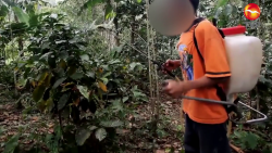 Trabajan más de 35 horas por semana niños y niñas sinaloenses