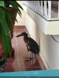 Rescatan ave exótica en la zona rural