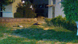Asesinan a un hombre en el interior de los jardines de la UAS