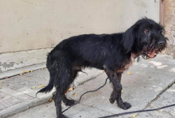 Rebasa económicamente la pandemia a asociaciones animalistas