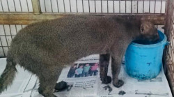 Pese a la falta de presupuestos zoológicos de México rescata 44 animales silvestres