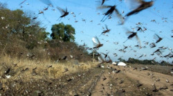 Brasil declara alerta sanitaria por plaga de langostas voladoras al norte de Argentina