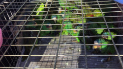 Aseguran pericos en peligro de extinción en San Ignacio
