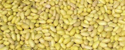 Aumentará cosecha de frijol en el país: SADER