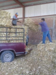 Apoyan a ganaderos para hacer frente a sequía