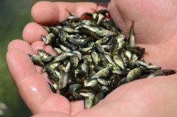 Siembra CONAPESCA 1 millón de crías de tilapia en presa El Comedero