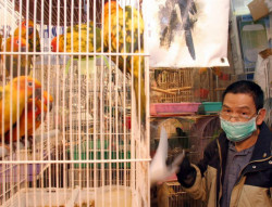 China también cerrará sus mercados que vendan aves vivas