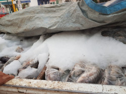 CONAPESCA retiene 11.3 toneladas de productos pesqueros