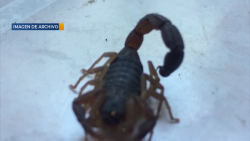 ¡Cuidado con los alacranes en esta temporada de calor!