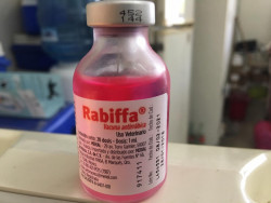 Vacuna antirrábica necesaria en perros y gatos