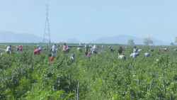 Sinaloa de los menos golpeados economicamente por C-19