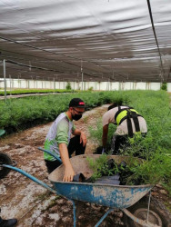 Donarán 4 mil plantas regionales para incrementar la red de conservación ambiental