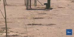 Reforestan Deportivo Alvaro Obregon