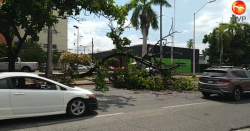 Por lluvias, cae árbol y afecta circulación