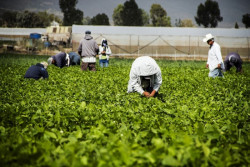 Sinaloa podría tener un buen cierre agrícola