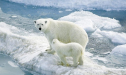 Científicos consideran que la extinción de los osos polares es inevitable