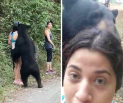 Rescatarán a oso de Nuevo León que convivió con humanos