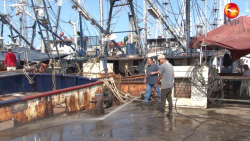 Desolación y poco movimiento se registra en el muelle del parque Bonfil