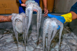 Levantamiento de veda del pulpo en Golfo de México y mar Caribe