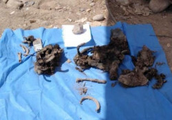 Colectivos de búsqueda realizan operativo para localizar a personas sepultadas de manera clandestina
