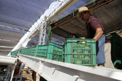 Sinaloa, 10°lugar nacional en el Indicador Trimestral de la  Actividad Económica