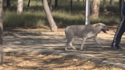 Inicia habilitación del Centro de Bienestar Animal en Mazatlán