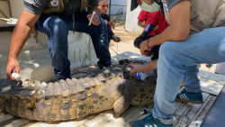 Capturan un cocodrilo en la comunidad del Habalito del Tubo