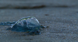Aumenta la presencia de quemadores y mantarrayas en las playas