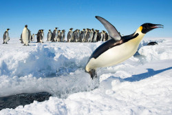 Ven viables 'pingüinos' en Mazatlán