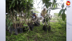 Se unen para arborizar la zona rural de Mazatlán