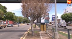 Ecología investigará motivo de árboles secos en avenida Ejército Mexicano