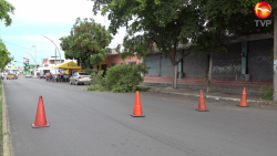 Se cae árbol en la Av. Juan Carrasco