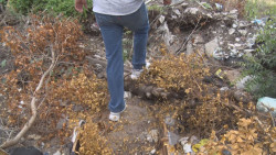 Terreno baldío ocasiona serios problemas en Campo Bello