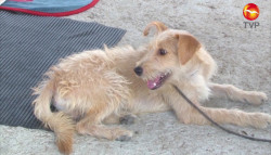 Activista llama a esterilizar animales en situación de abandono