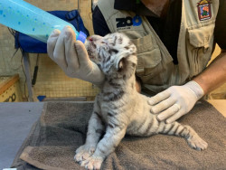 Nace tigrito blanco en el zoológico de Culiacán