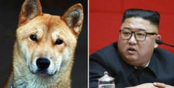 Corea del Norte confisca los perros de su población y aseguran que los venderán a carnicerías y restaurantes