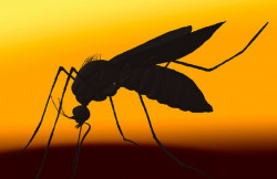 Florida liberará 750 millones de mosquitos genéticamente alterados para frenar el dengue y otras enfermedades