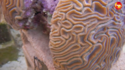 Impulsan proyecto de restauración de arrecifes coralinos