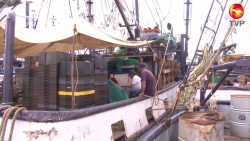 Pescadores esperanzados, realizan mantenimiento de barcos