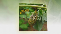 A partir de este jueves abrirá el Mariposario del Yo´Ojuara